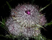 Cirsium edule - Edible Thistle 19-8172